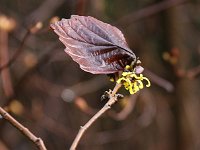 Hamamelis Adieu 2016 01 23 8987  Sorry für die Unschärfe, ich mochte nicht ins Beet steigen.